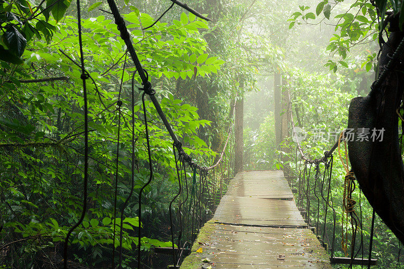 雨林中的老吊桥