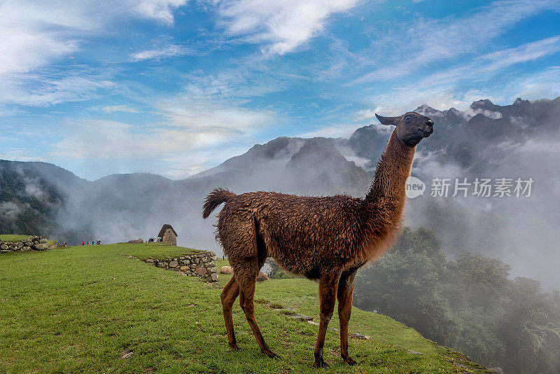 秘鲁马丘比丘的羊驼