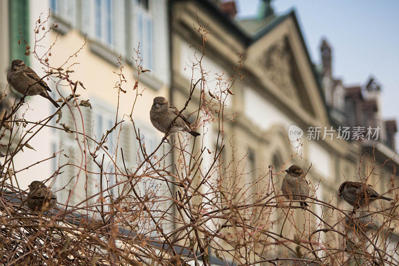 伯尔尼冬天的麻雀。