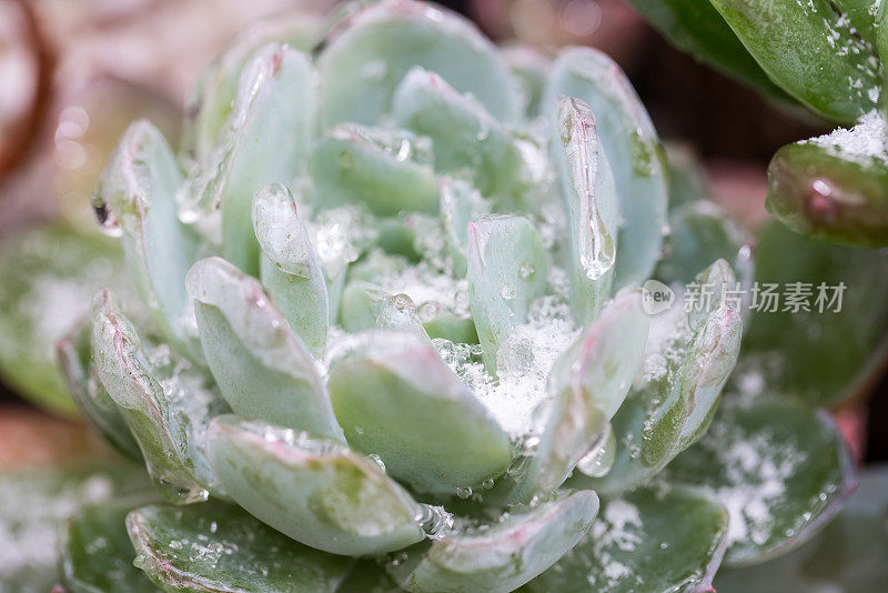 冻雨后盆栽肉质植物