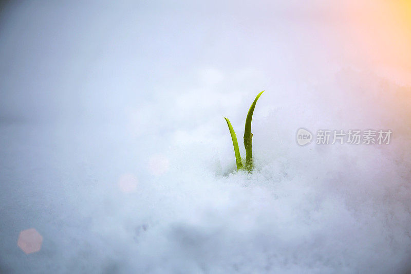 新生命在雪中生长