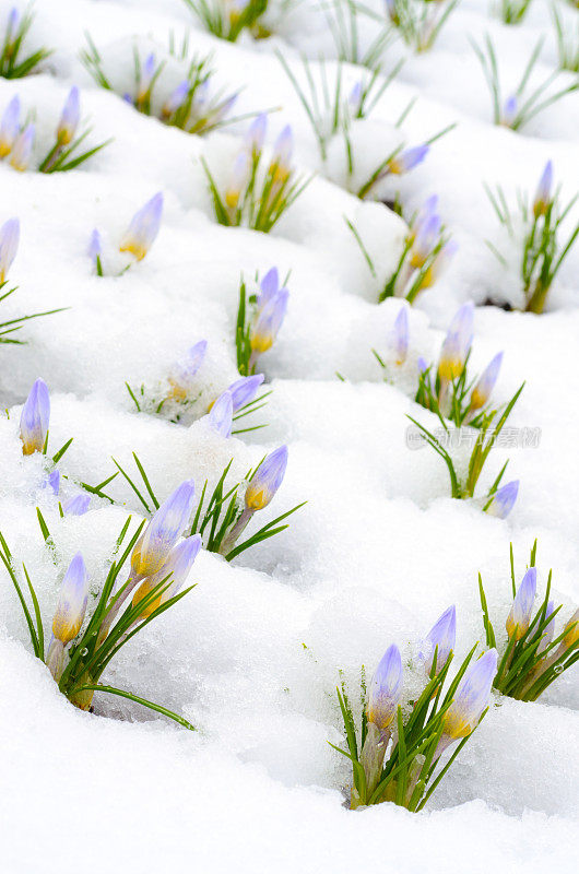 藏红花在初春的雪地里开花