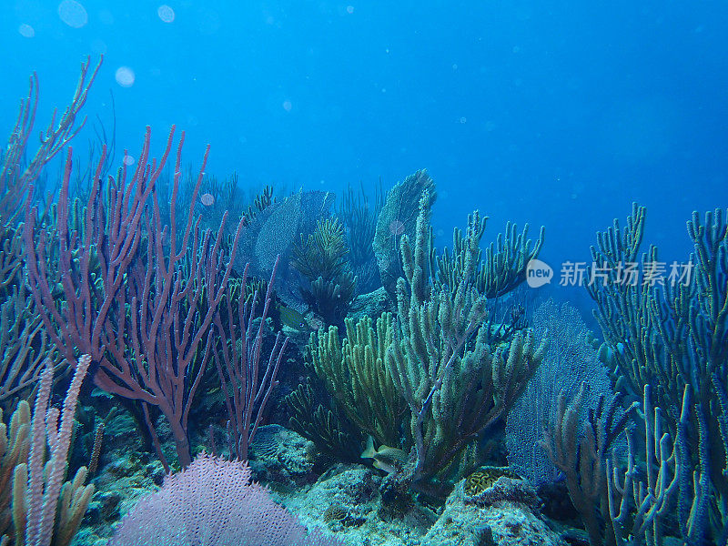 加勒比海珊瑚礁文摘