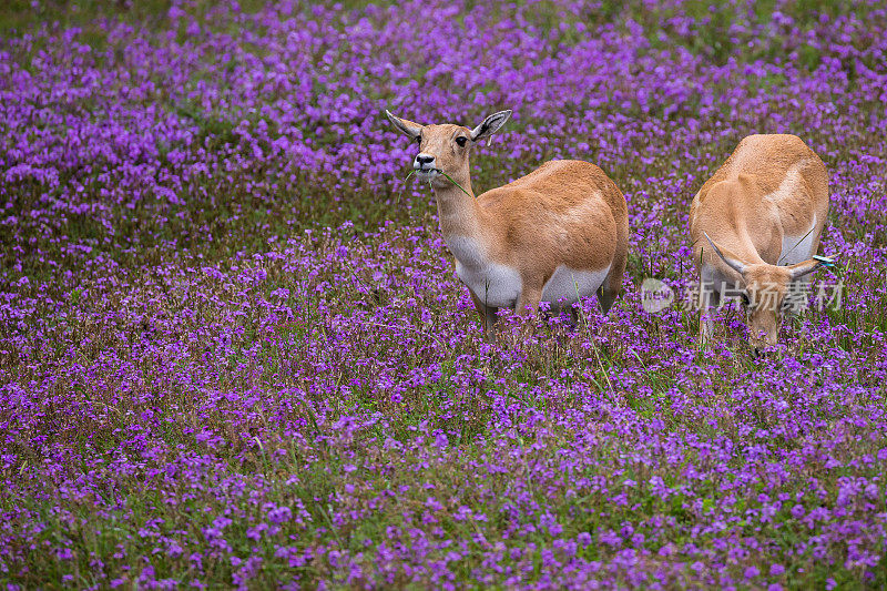 两只羚羊站在一片鲜艳的紫花丛中