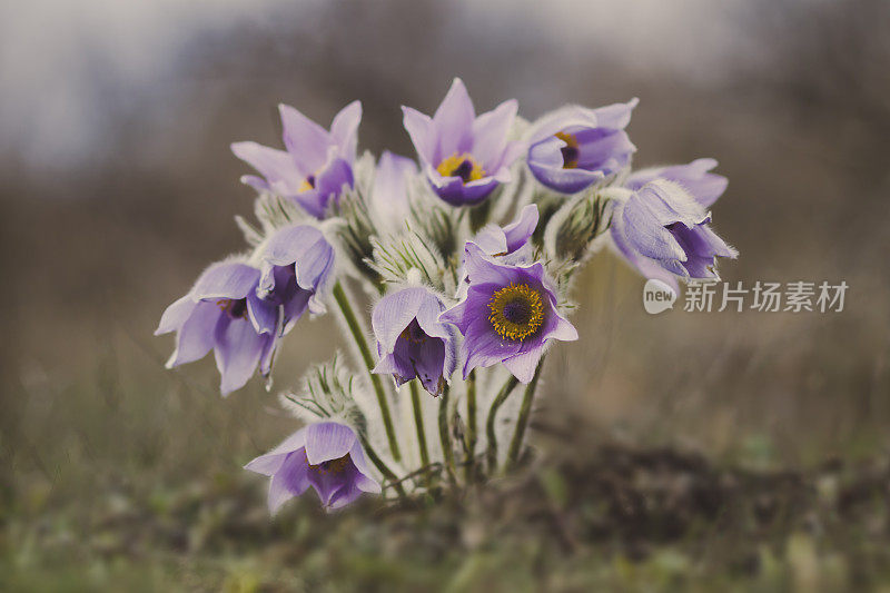 复活节花（白头翁）