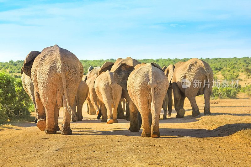 非洲象行走