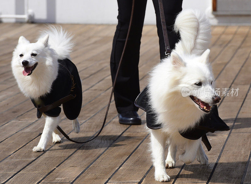 美国爱斯基摩犬