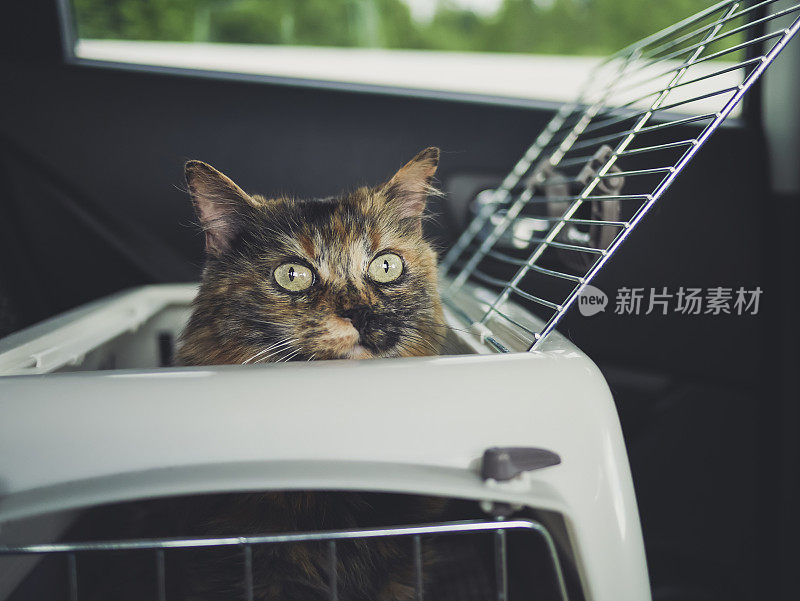 猫在运输箱里