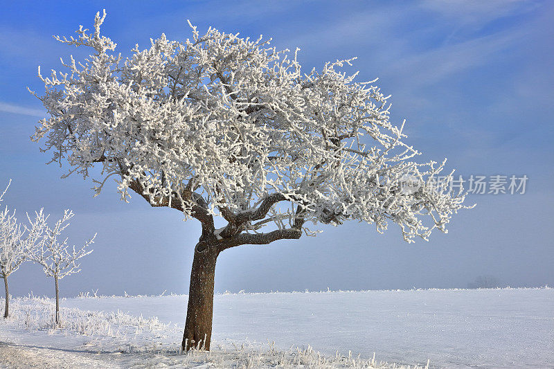 巴伐利亚的冬季印象——白雪覆盖的苹果树