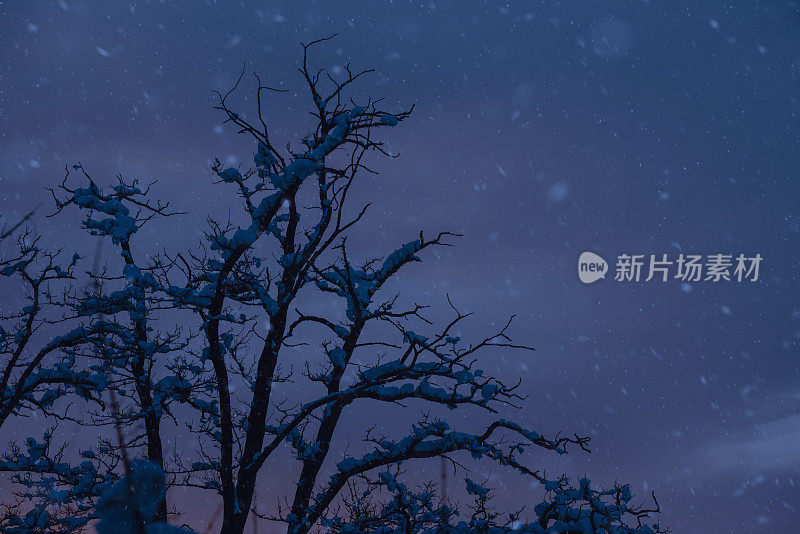 夜雪落在光秃秃的树上