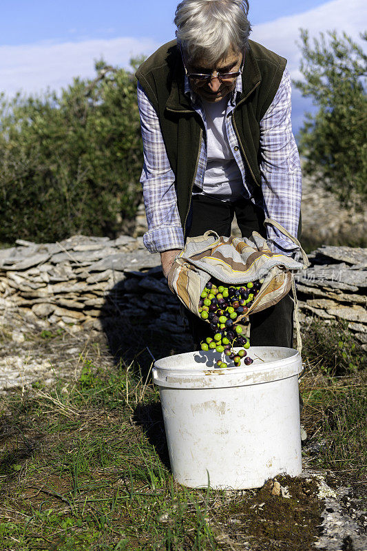 一个成熟的女人把收集来的橄榄倒在一个碗里。欧洲，地中海，克罗地亚