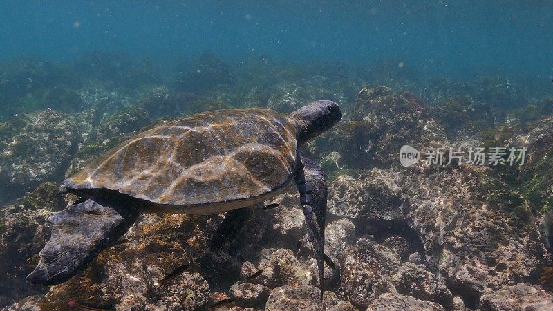 加拉帕戈斯群岛，绿色海龟在海底游泳