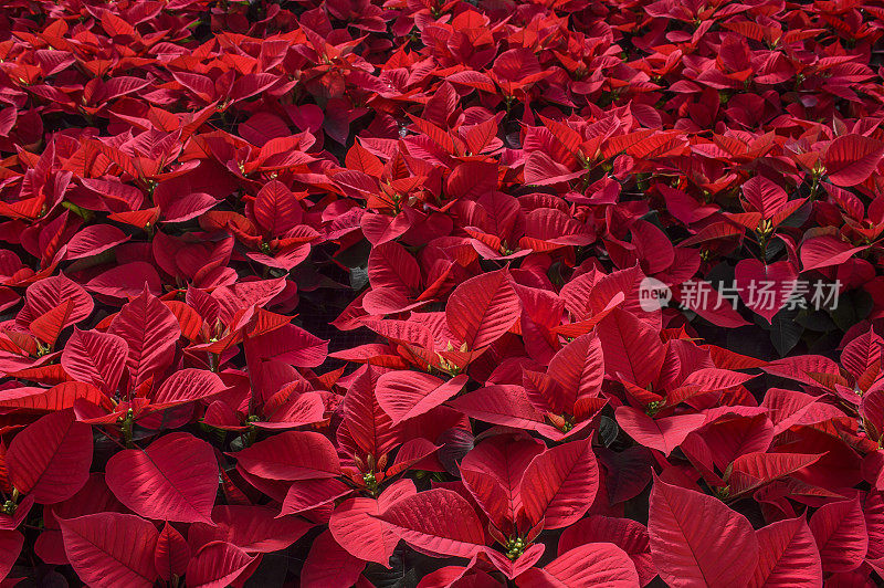 温室盆栽红一品红的特写