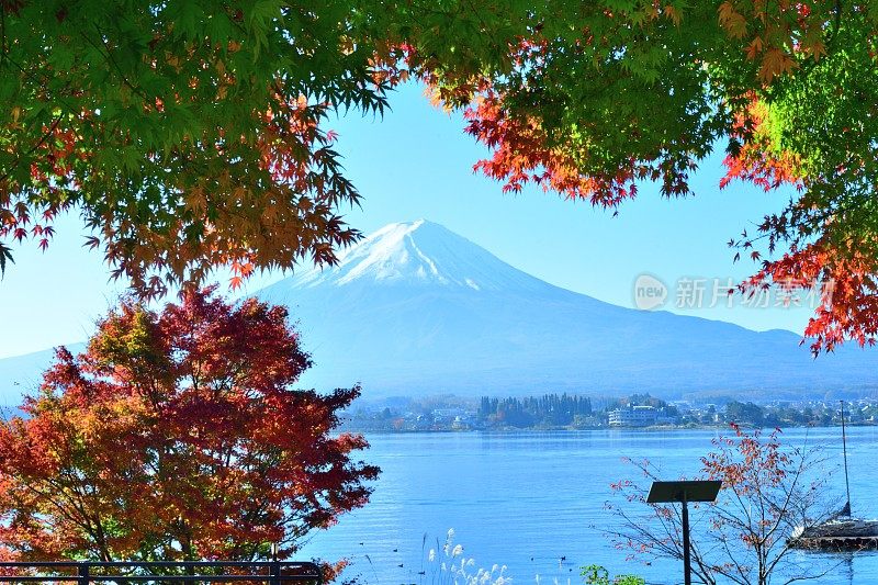 日本富士五湖地区的富士山和秋叶