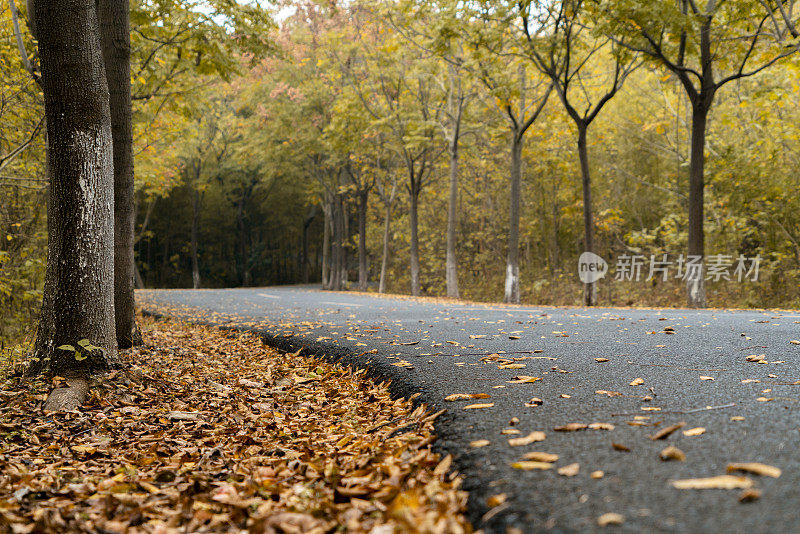 穿过秋林的路