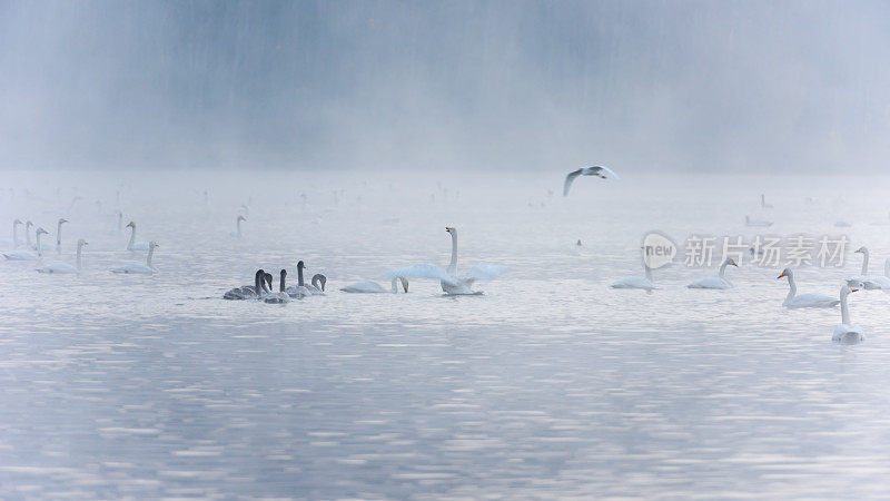 晨雾中的白天鹅在湖中翩翩起舞
