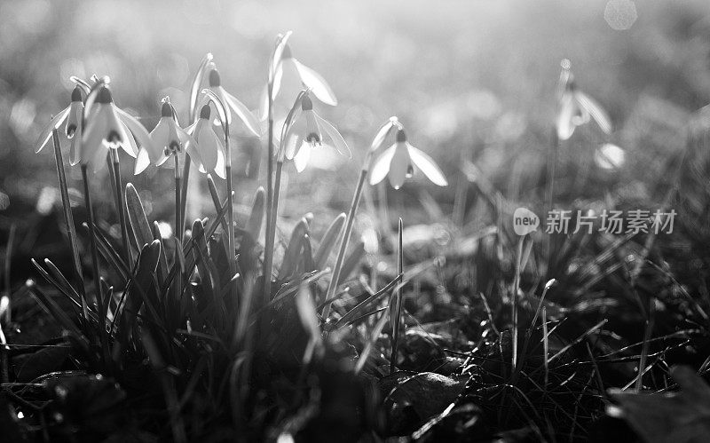 雪花莲在阳光下的森林里。单色黑白色