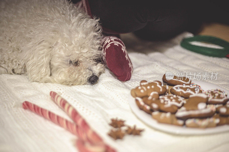 比熊犬躺在为圣诞节和新年装饰的壁炉旁