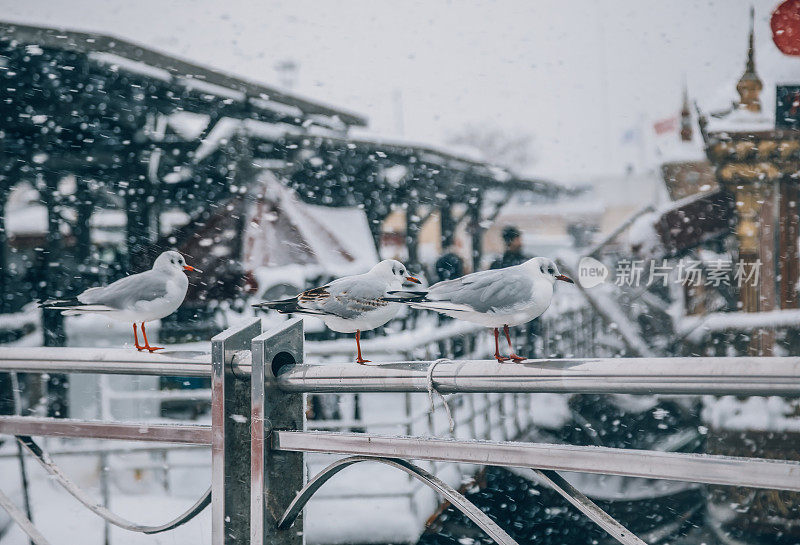 海鸥和下雪天在İstanbul，土耳其