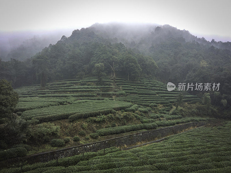 杭州附近的绿茶农场