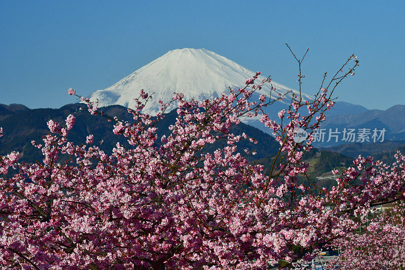 富士山和樱花