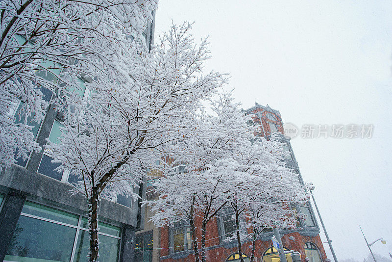 暴风雪给渥太华降下了8英寸的雪