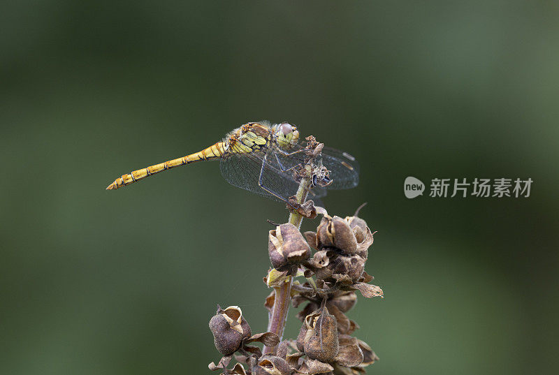 普通飞镖蜻蜓