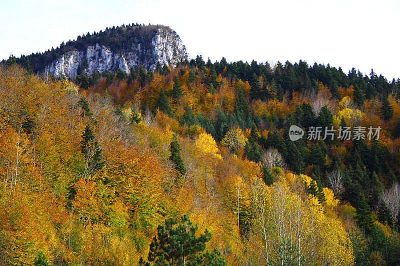 土耳其卡斯塔莫努森林的秋景