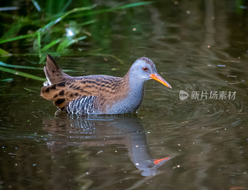 水铁鸟