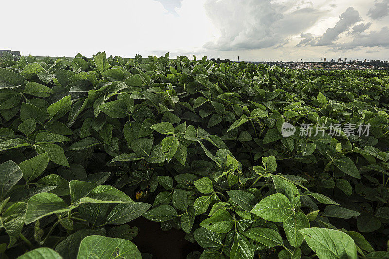 种植大豆