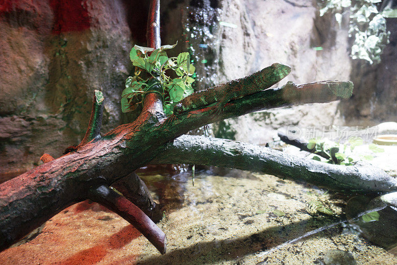 动物园花园树枝上的蜥蜴。