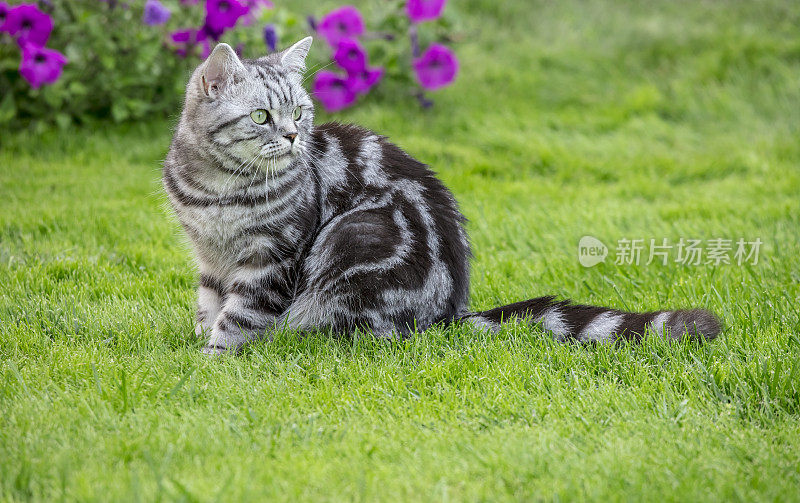 漂亮的英国短毛猫在草坪上