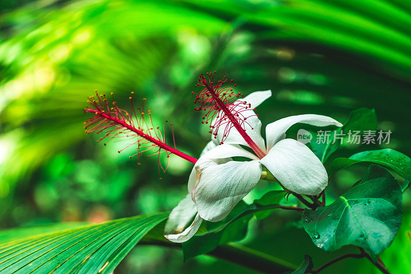 木槿白花