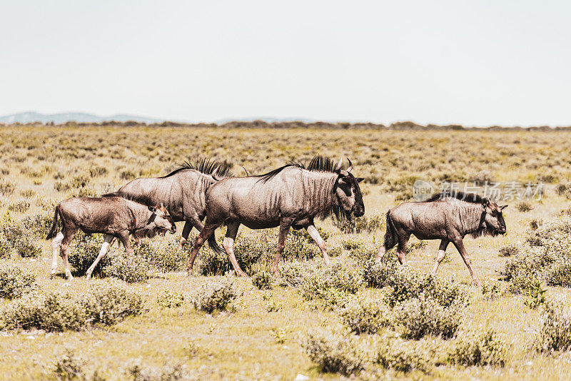 纳米比亚狩猎之旅-野生动物，牛羚群