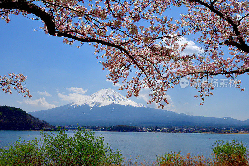 从川口湖岸边看富士山和樱花