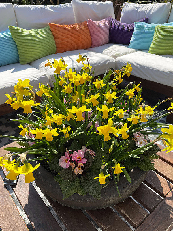 户外的特写图像，硬木桌子与盆栽中心的黄色，面对面的水仙花(水仙)和粉红色报春花(报春花)，软垫的座位背景，阳光明媚的日子，升高的视野，关注前景