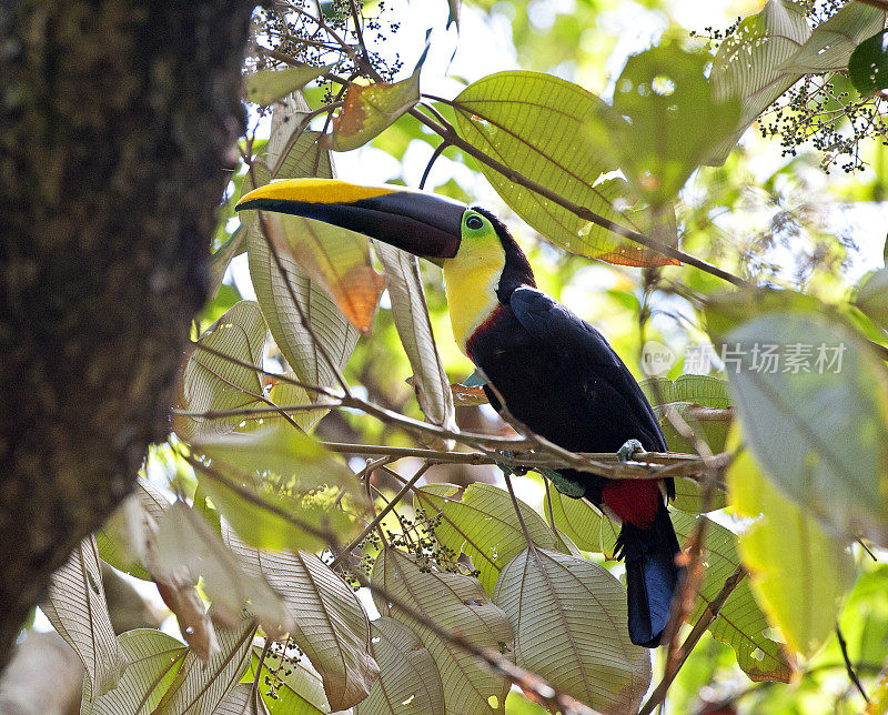 巨嘴鸟，侧面，栖息在树上，科尔科瓦多国家公园，哥斯达黎加