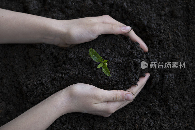 手握着一株绿色的幼苗。前视图。横幅。新生活，生态，可持续生活，零浪费，无塑料，地球日，投资理念。