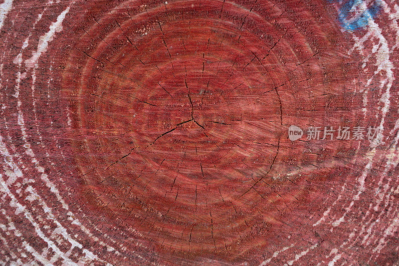 红木横截面上的年轮和纹理