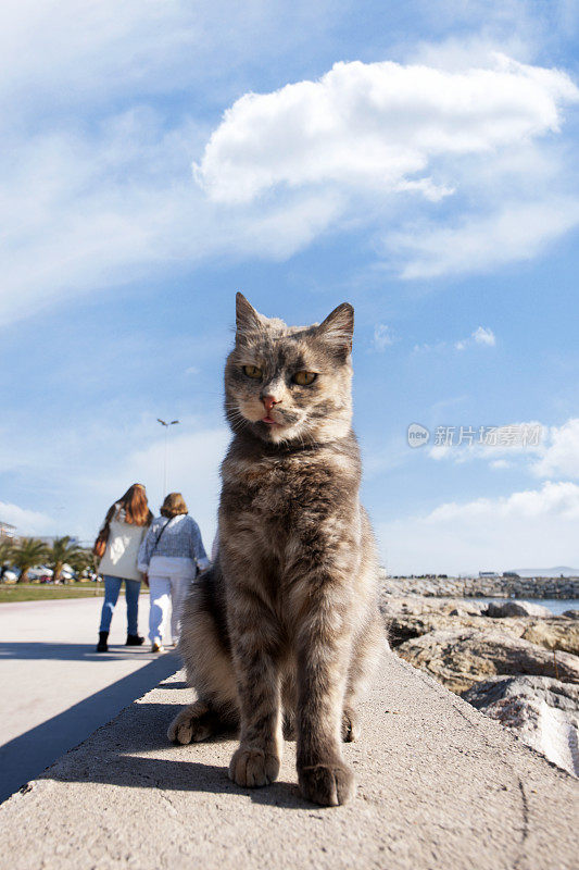 好奇的流浪猫在人行道上