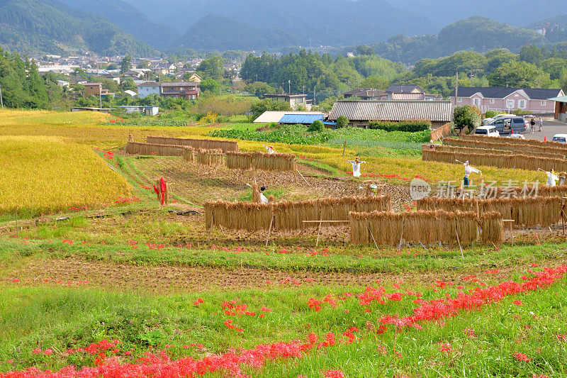 秋日的寺坂梯田，位于琦玉县秩父县