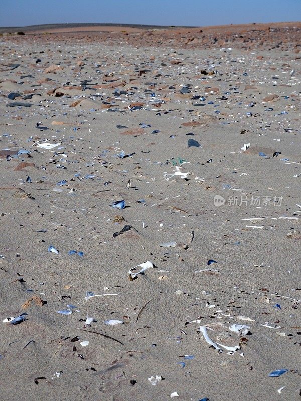在骷髅海岸的海滩上有许多海豹的骨头