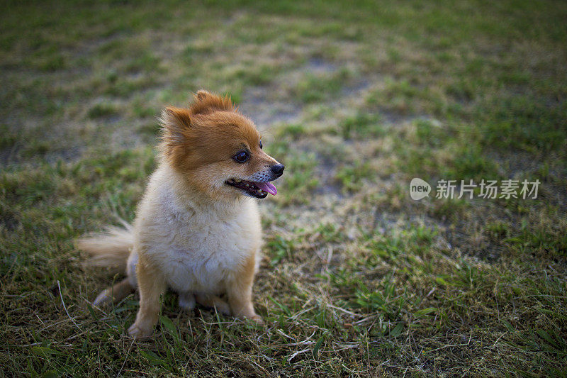 小狗在户外享受春天的时光