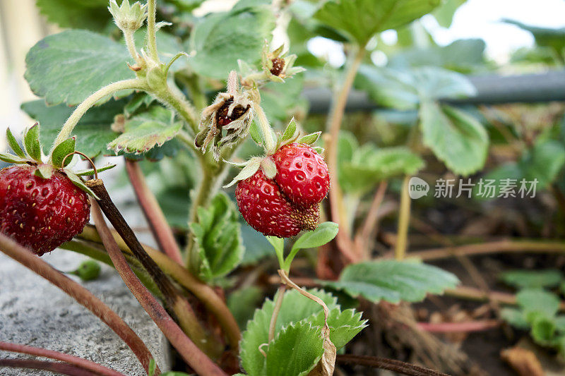 花园里的新鲜草莓