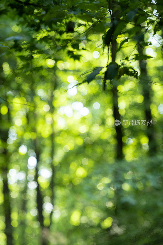 在夏天的一个晚上，南部国家湿地的散焦图像