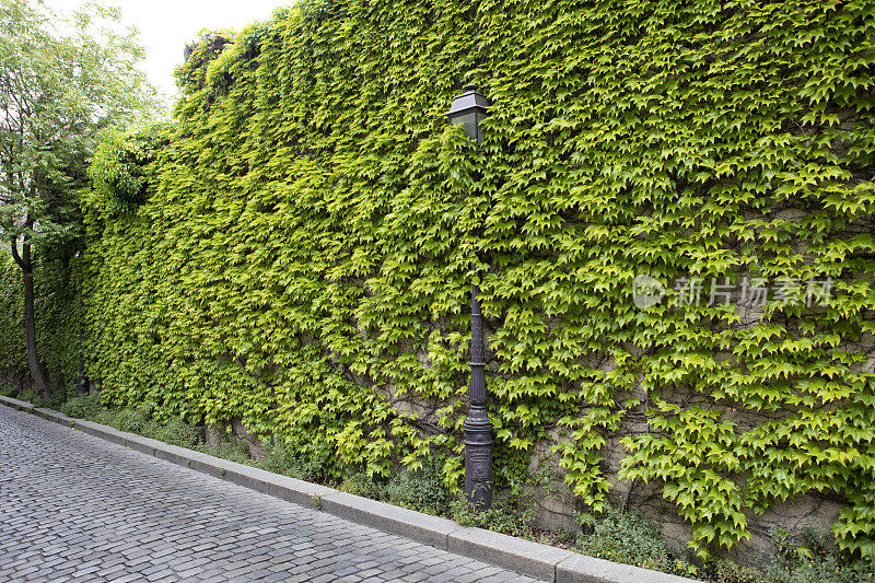 复古的街灯周围的墙壁上覆盖着绿色的叶子与复制空间