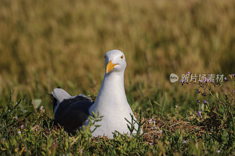 筑巢的加利福尼亚海鸥隐藏在高高的海岸草丛中