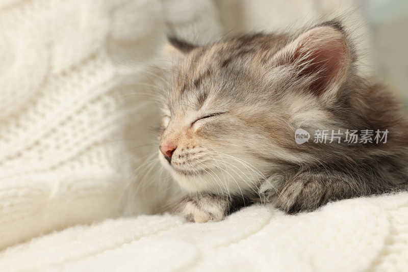 可爱的小猫睡在白色针织毯子上
