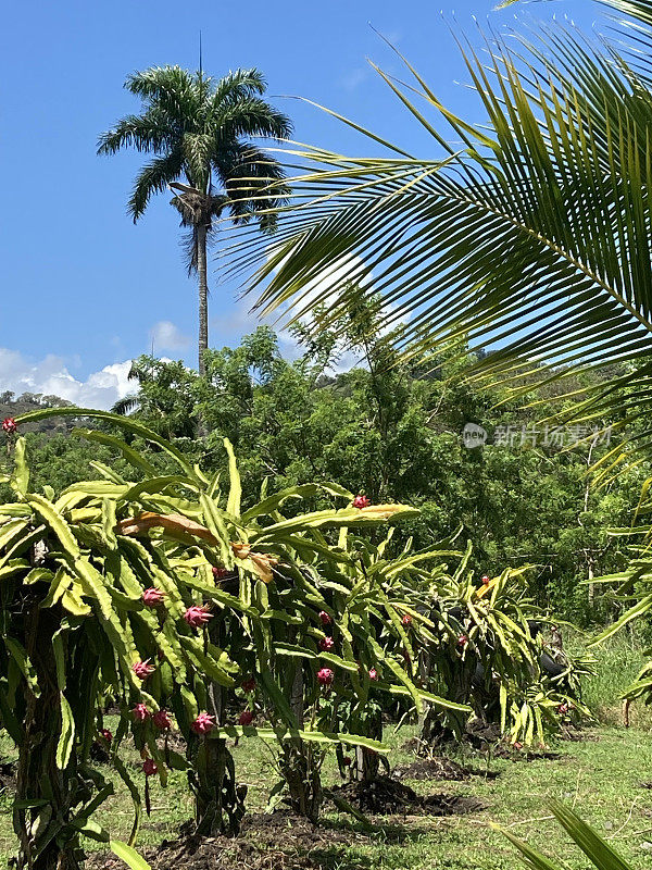 多米尼加共和国-龙果和végétation