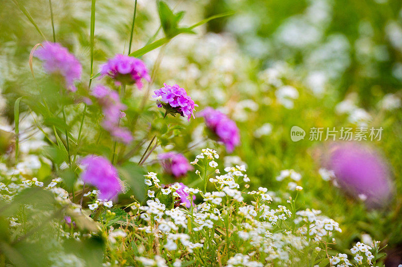 丰富多彩的植物背景